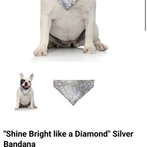 Stylish Black Dog Jacket